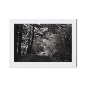 Canal. Bute Park, Cardiff (Bordered)