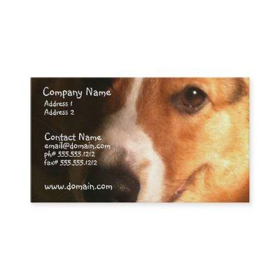 Cardigan Welsh Corgi Dog