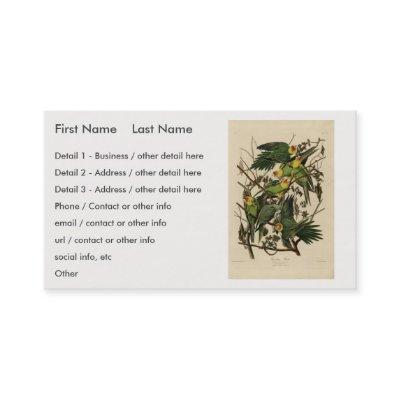 Carolina Parrot from Audubon's Birds of America