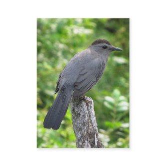 Catbird ATC