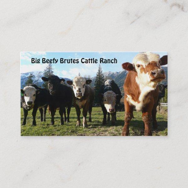 Cattle Herd on Country Farm