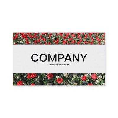 Center Band  - Red Tulips and Primroses
