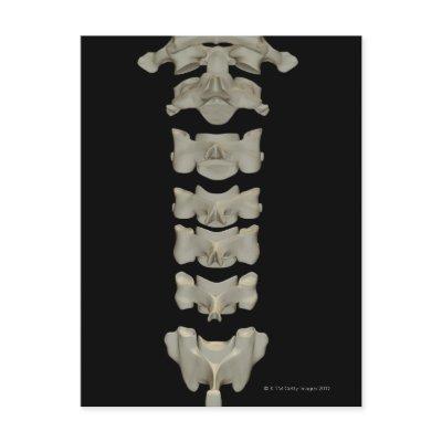 Cervical Vertebrae Postcard