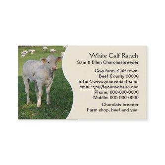 Charolais calf with cream panel