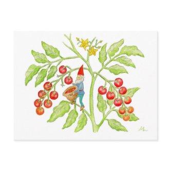 Cherry Tomato Gnome postcard