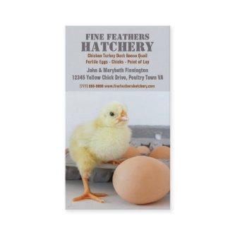 Chick in Egg Carton Chicken Hatchery