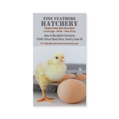Chick in Egg Carton Chicken Hatchery