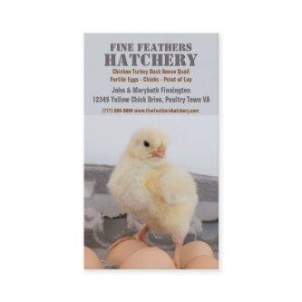 Chick in Egg Carton Chicken Hatchery