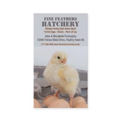 Chick in Egg Carton Chicken Hatchery