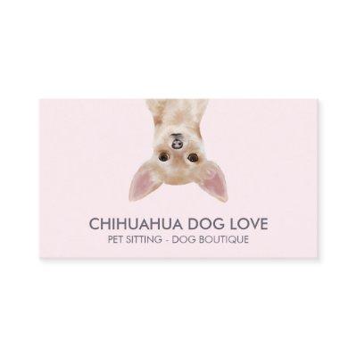 Chihuahua Dog