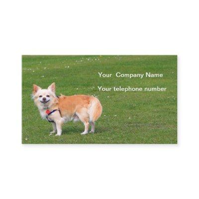 Chihuahua dog long-haired photo