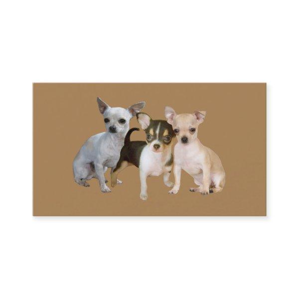 Chihuahua Happy Trio Breeder