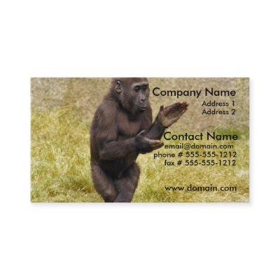 Chimpanzee