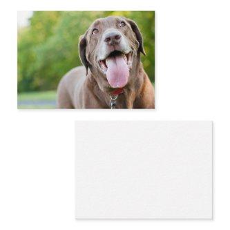 Chocolate Labrador Dog