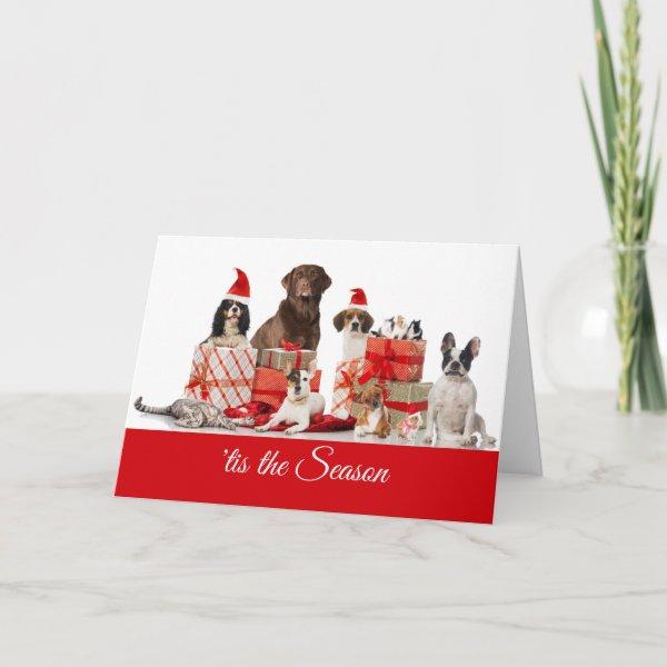 Christmas | Pretty Gifts Santa Dogs and a Cat Holiday Card