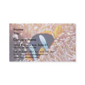 Clown Fish Tropical Fish