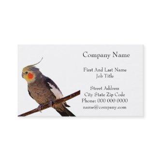 Cockatiel Gray and Yellow Pet Bird Photograph