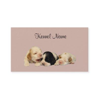 Cocker Spaniel Breeder