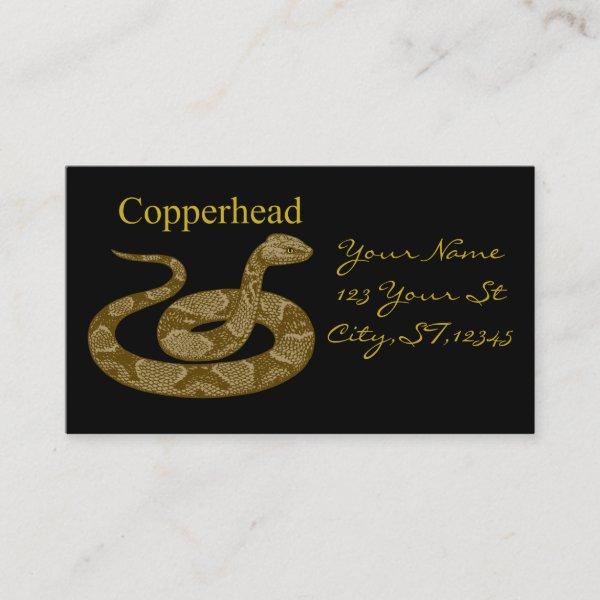 Coiled Copperhead Snake Thunder_Cove