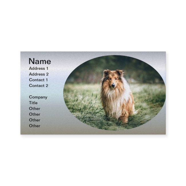 Collie in the Rough Grassland