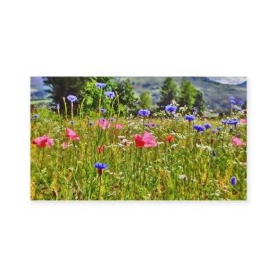 Colorful wildflower field