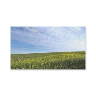 Colza Field