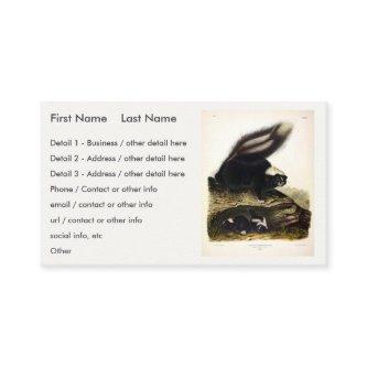 Common American Skunk or Striped Skunk, by Audubon