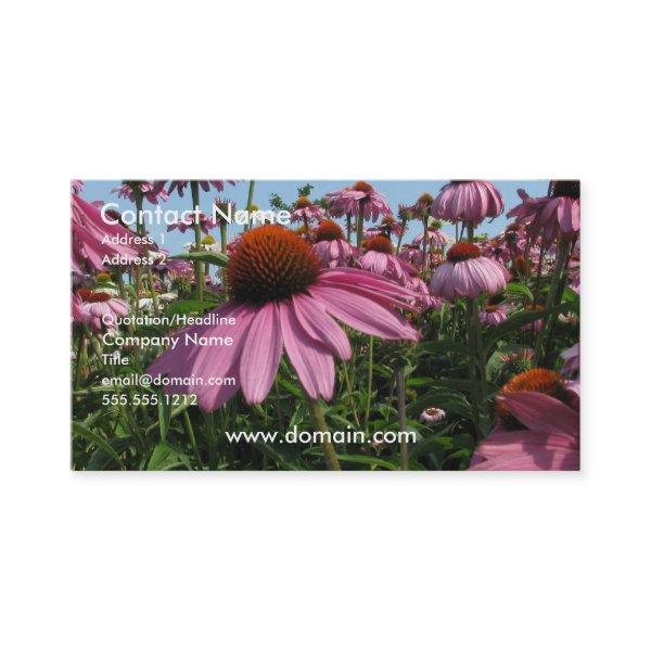 Cone Flower