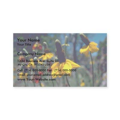 Coneflowers