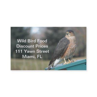 Coopers Hawk