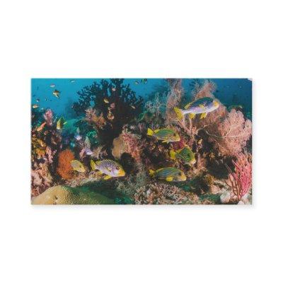 Coral Reef custom