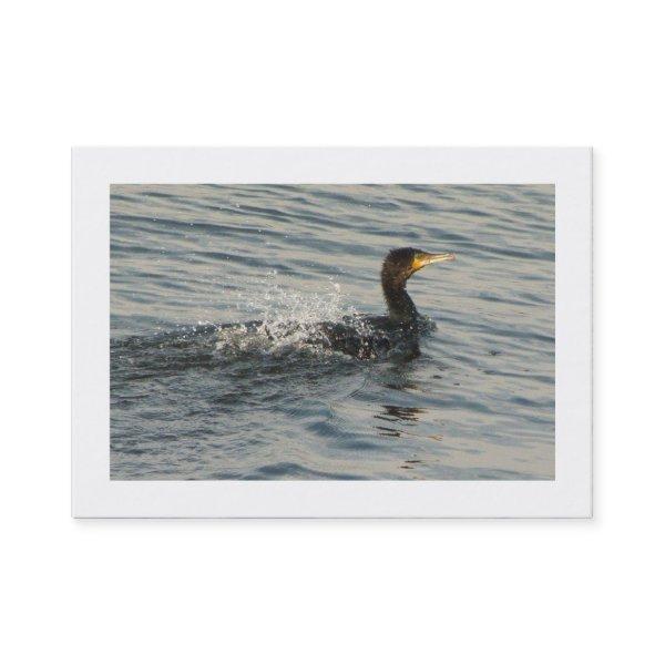 Cormorant Learning to Swim (Bordered)