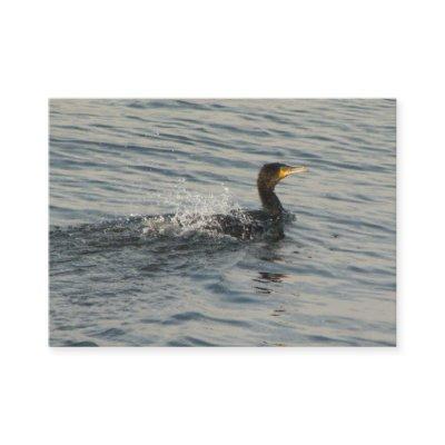 Cormorant Learning to Swim