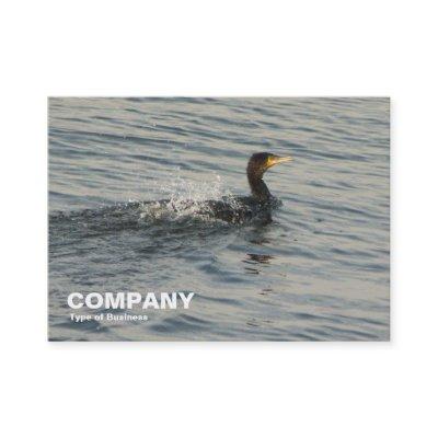 Cormorant Learning to Swim