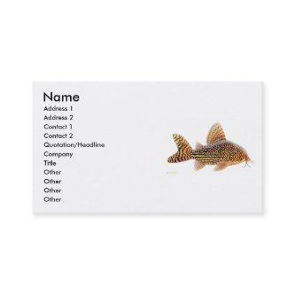 Corydoras Sterbai Catfish Profile Card