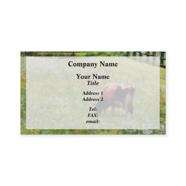 Cow Grazing in Pasture