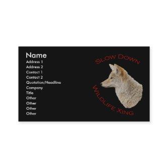 coyote