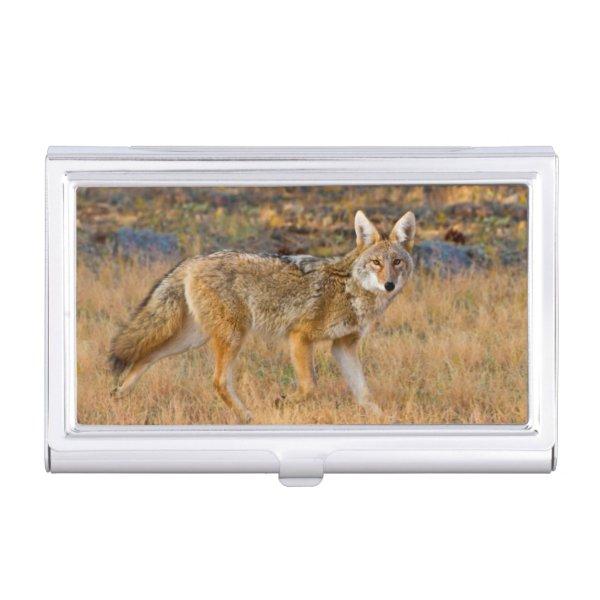 Coyote (Canis Latrans) Hunting  Holder