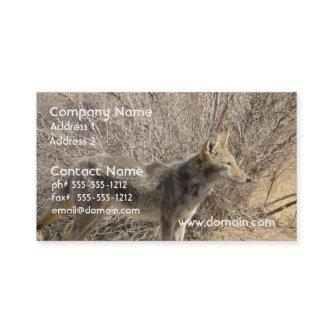 Coyote Design