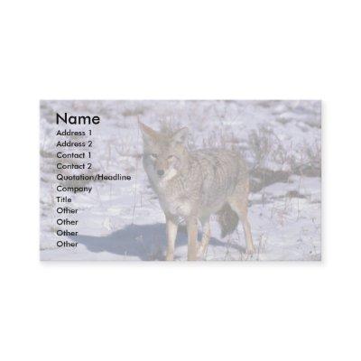 Coyote on snow