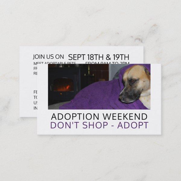 Cozy Dog, Pet Adoption Event Advertising