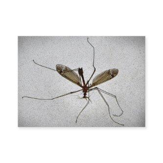 Crane Fly ATC