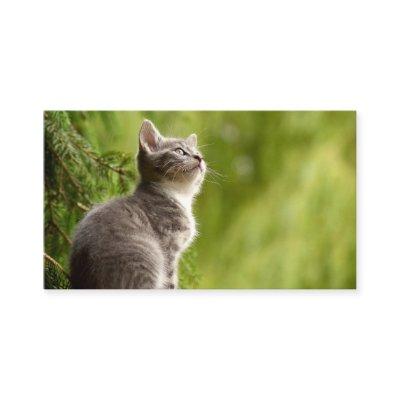Curious Kitten
