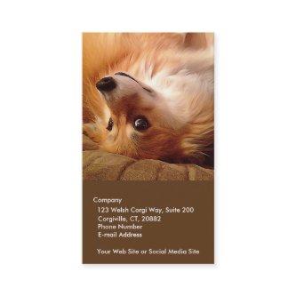 Customizable Corgi