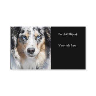 Customizable Pet Photography
