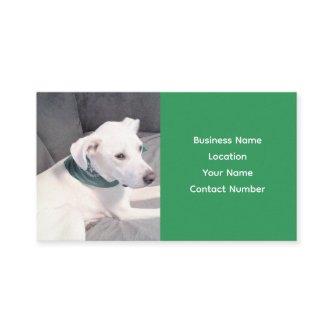 Cute Adorable White Puppy Dog Wearing Green Scarf