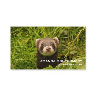 Cute Brown Ferret in the Grass