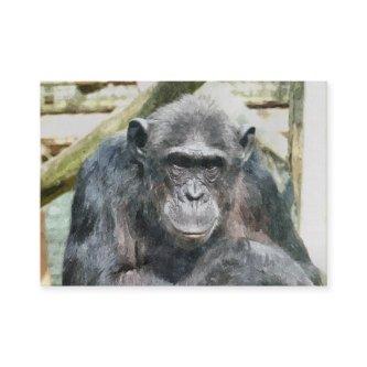 CUTE CHIMPANZEE