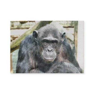 CUTE CHIMPANZEE