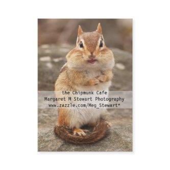 Cute Chipmunk